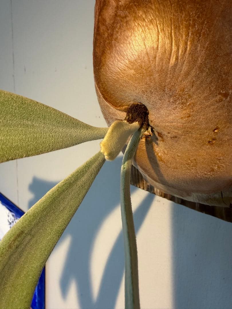 P willinckii × P.andinum mix spore