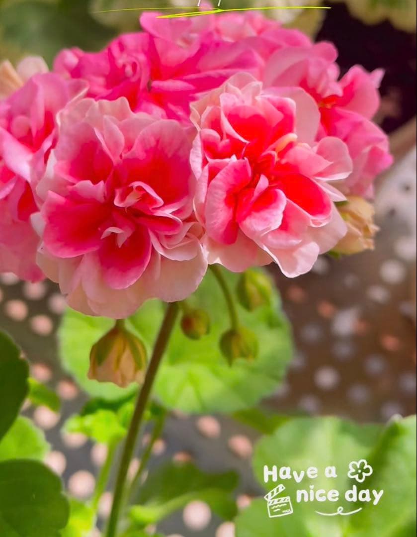 レアゼラニウム苗