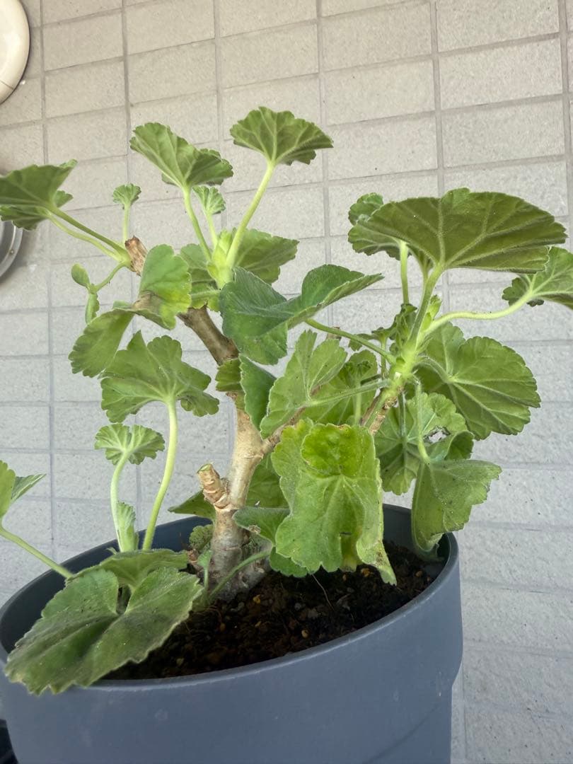 レアゼラニウム苗