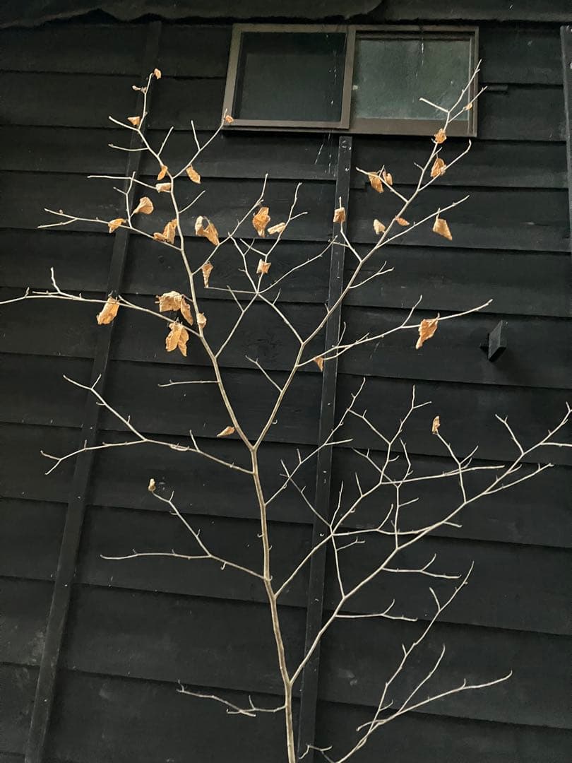 200 山採り　マンサク