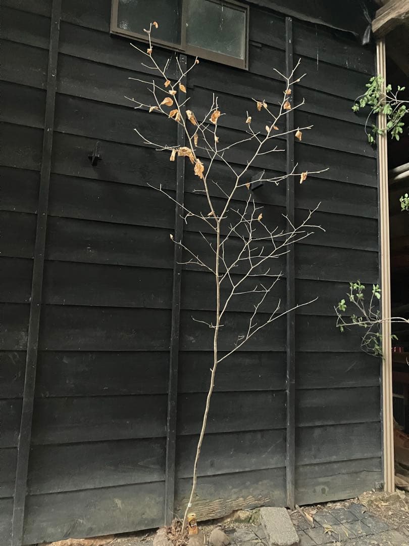 200 山採り　マンサク