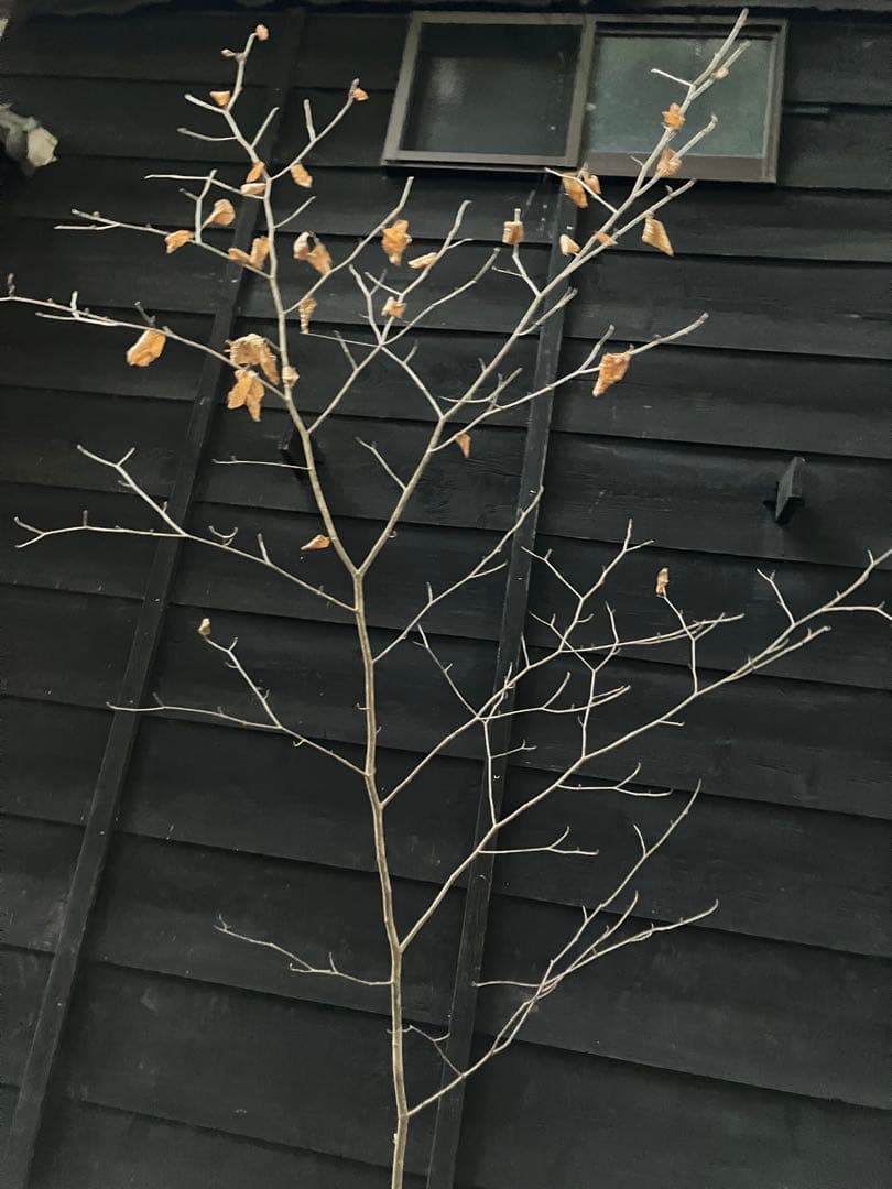 200 山採り　マンサク