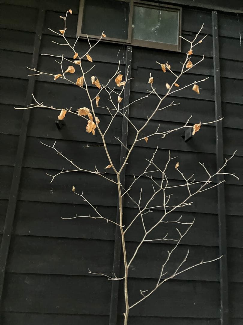 200 山採り　マンサク