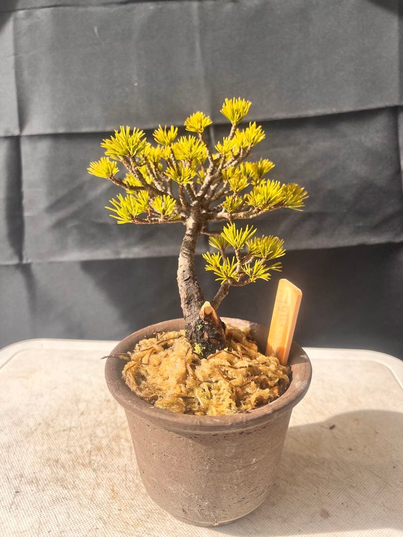 五葉松盆栽（福娘） 10%OFF‼️