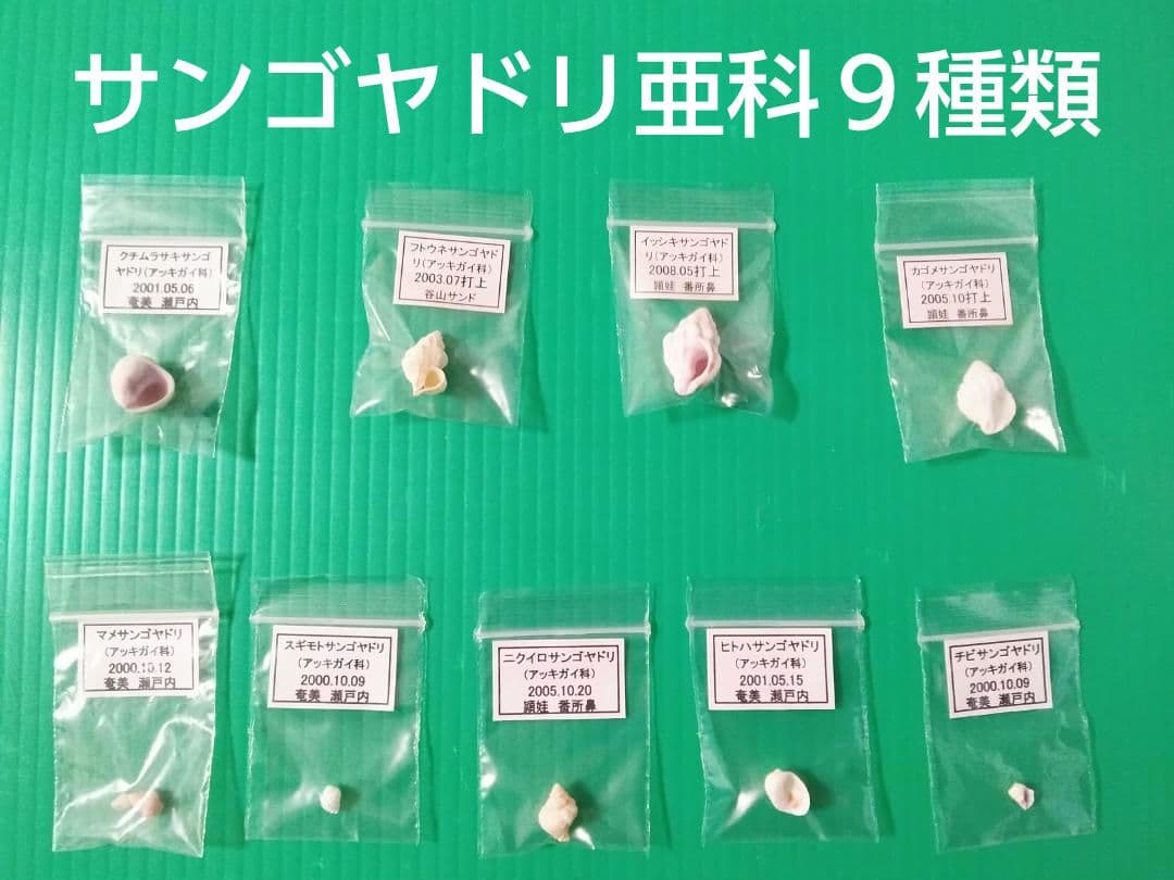 【くまのみVII】タカラガイ科他４５種類の貝殻