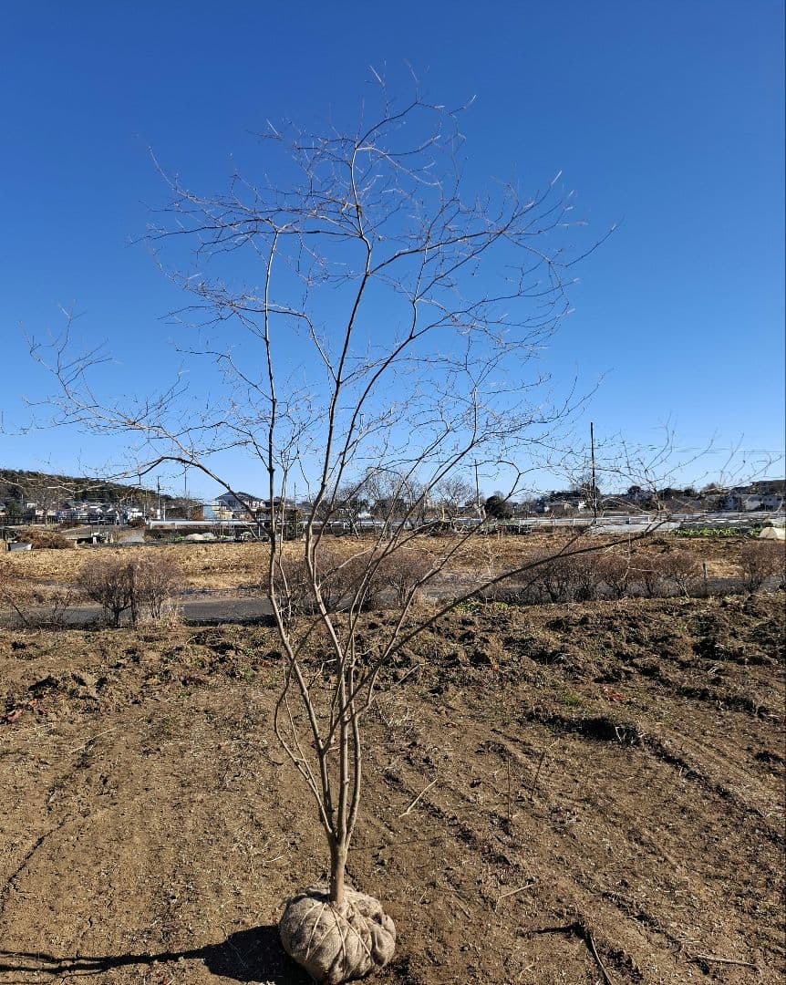 希少 ドウダンツツジ 山彩り ――雑木 アオダモ アオハダ もみじ かえで――