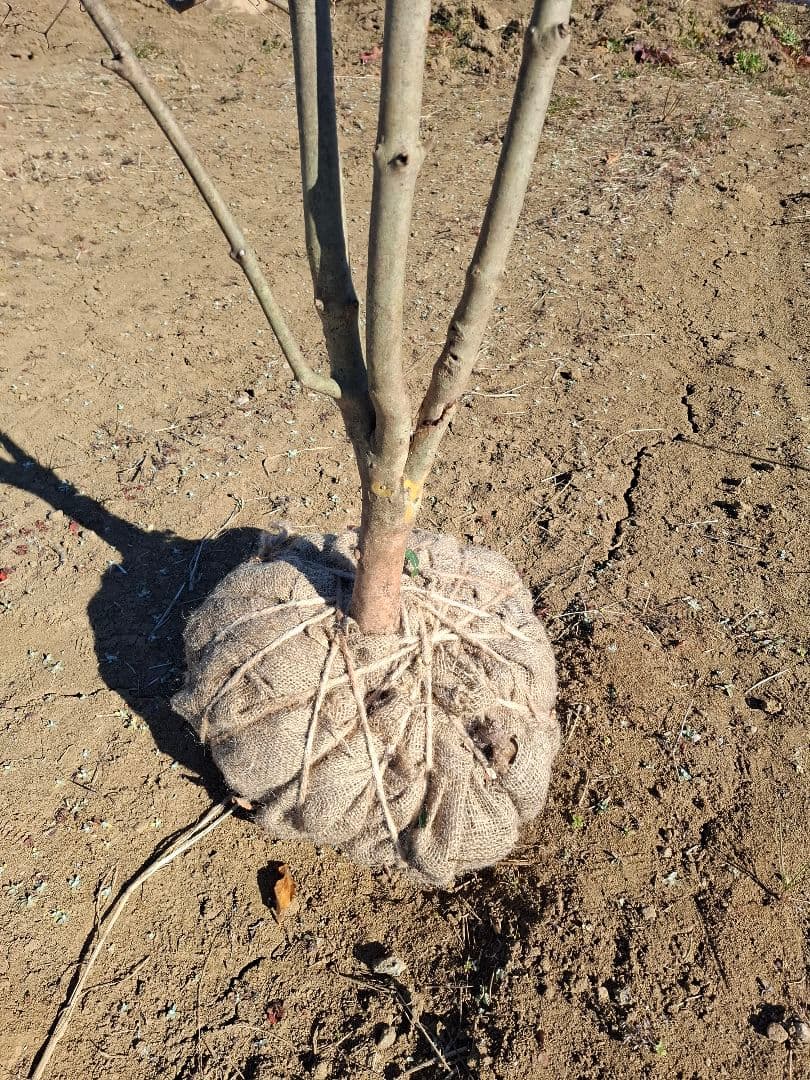 希少 ドウダンツツジ 山彩り ――雑木 アオダモ アオハダ もみじ かえで――