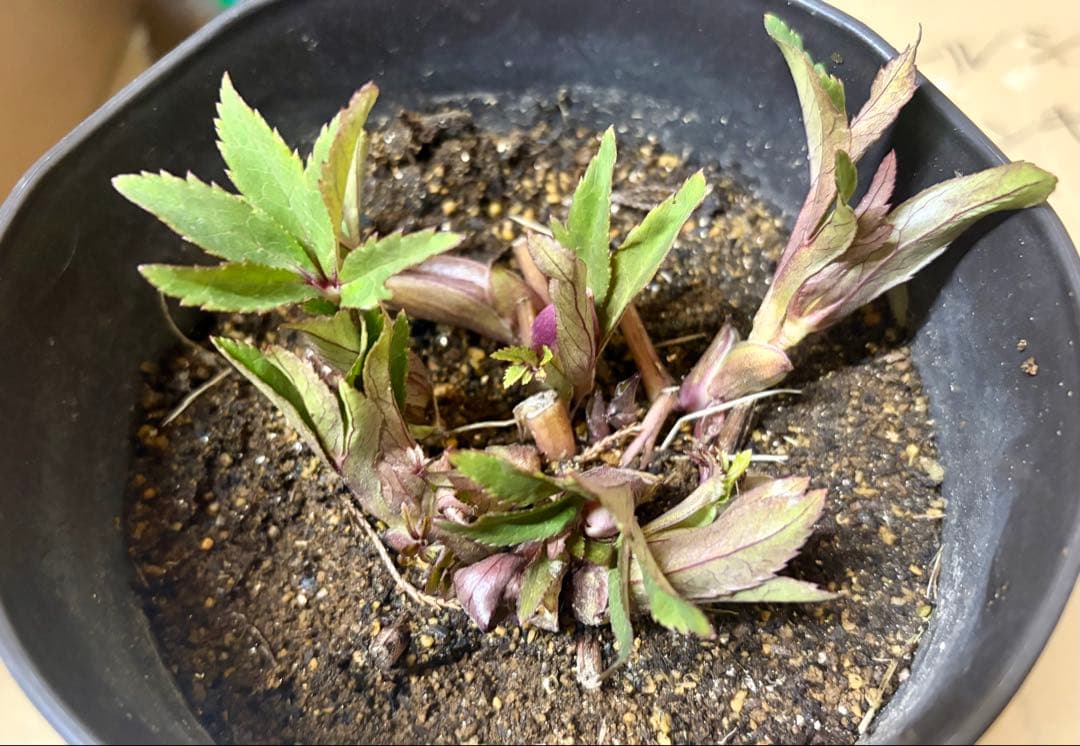 クリスマスローズ