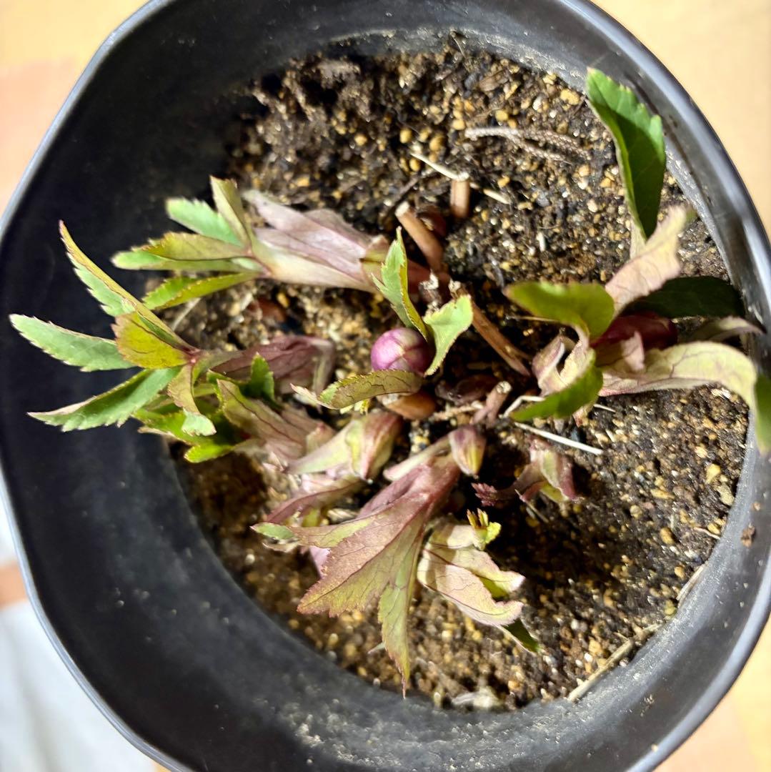 クリスマスローズ