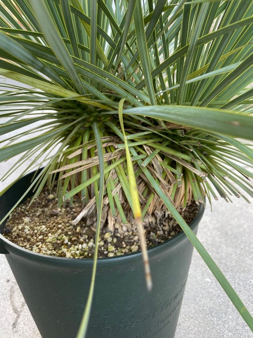 【希少-値引き】大株ユッカ　ロストラータ　トリプルヘッド