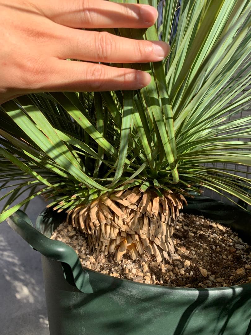 【希少-値引き】大株ユッカ　ロストラータ　トリプルヘッド