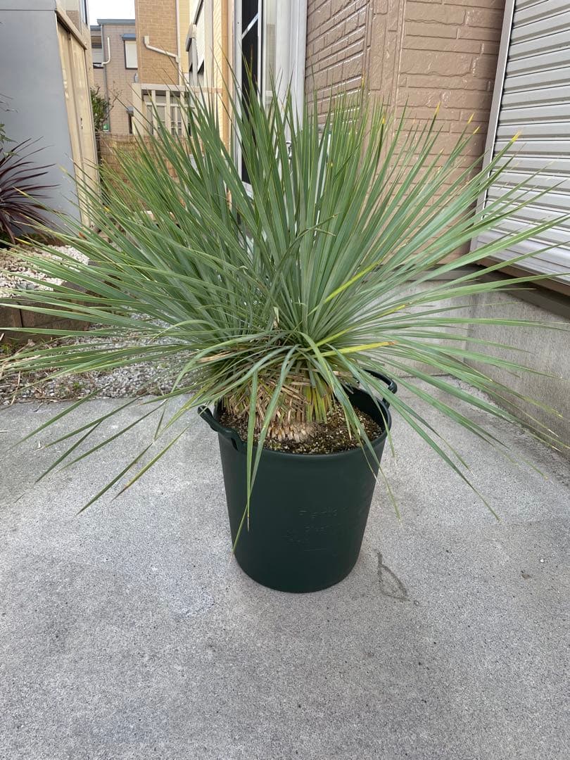 【希少-値引き】大株ユッカ　ロストラータ　トリプルヘッド