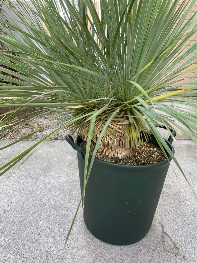 【希少-値引き】大株ユッカ　ロストラータ　トリプルヘッド