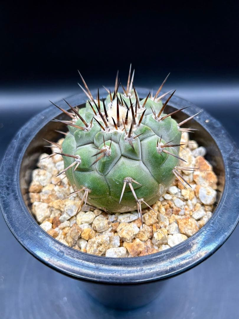 黒王丸 袖ヶ浦接 コピアポア Copiapoa