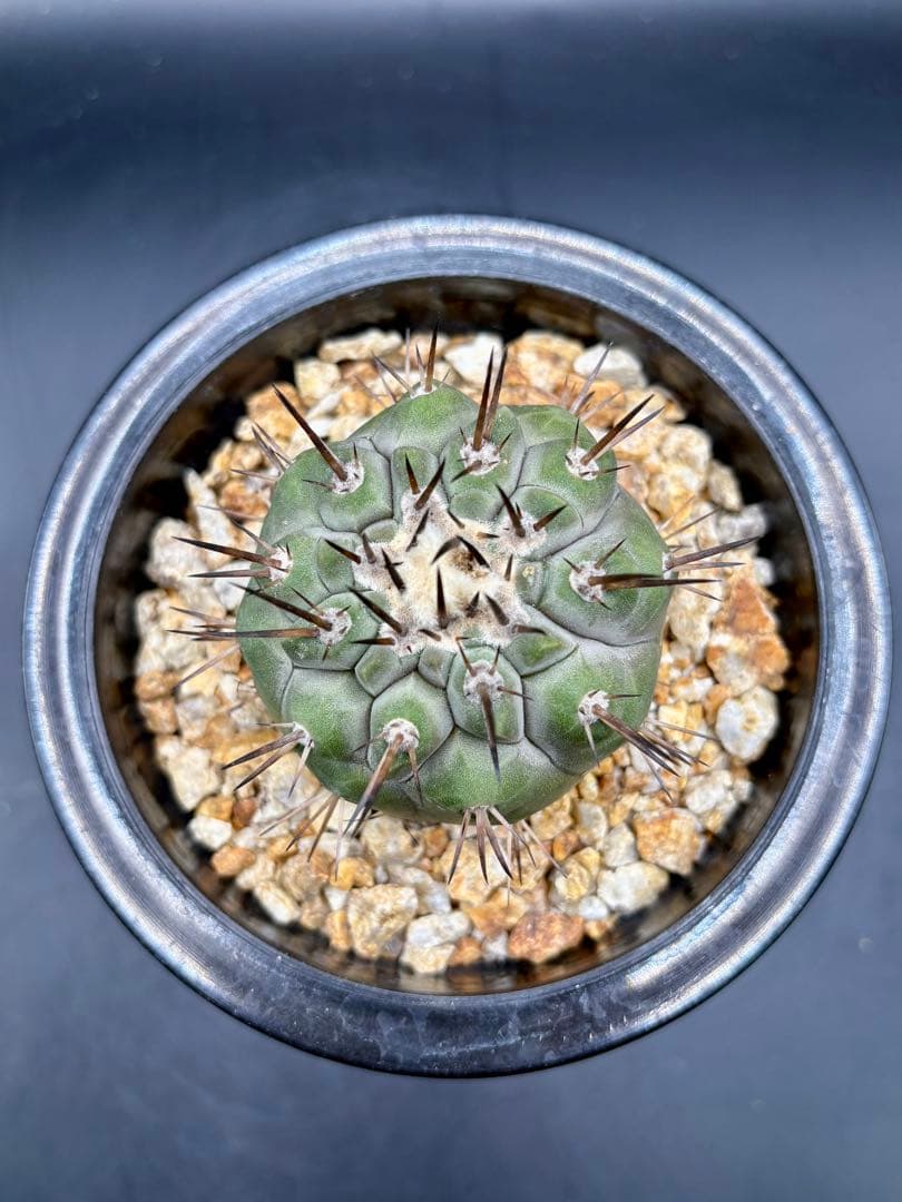 黒王丸 袖ヶ浦接 コピアポア Copiapoa