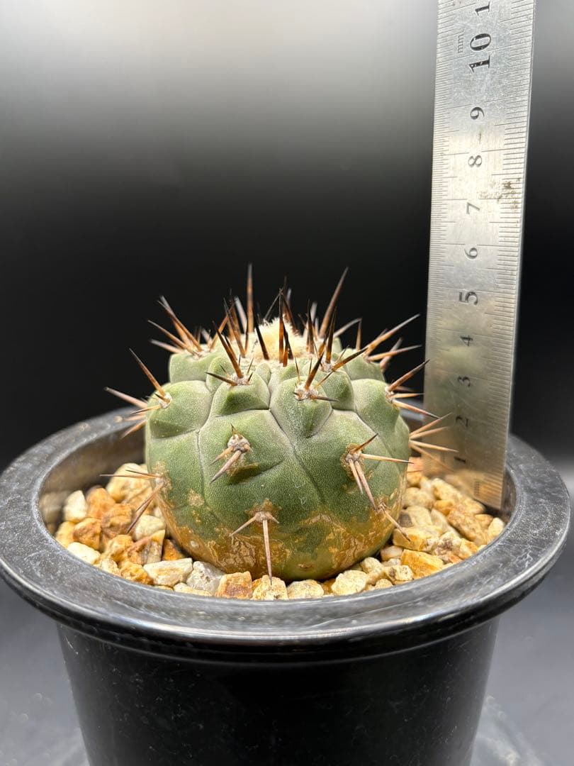 黒王丸 袖ヶ浦接 コピアポア Copiapoa