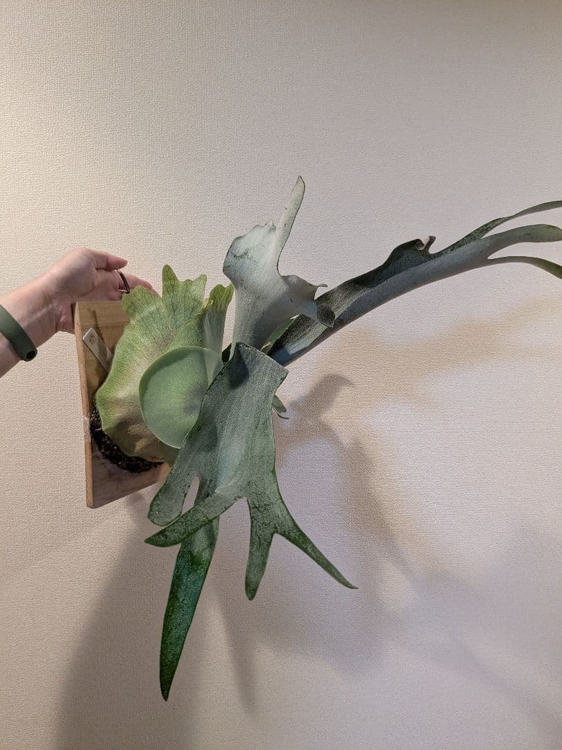 SALE中【子株付き】ビカクシダ ペガサス 板付け(P.Pegasus)