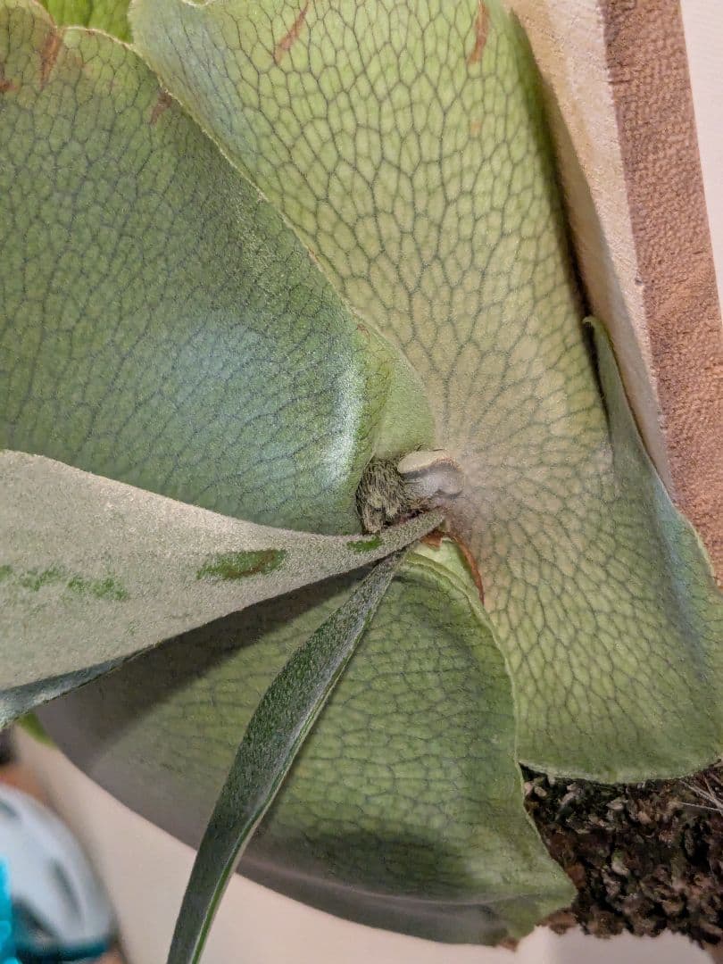 SALE中【子株付き】ビカクシダ ペガサス 板付け(P.Pegasus)