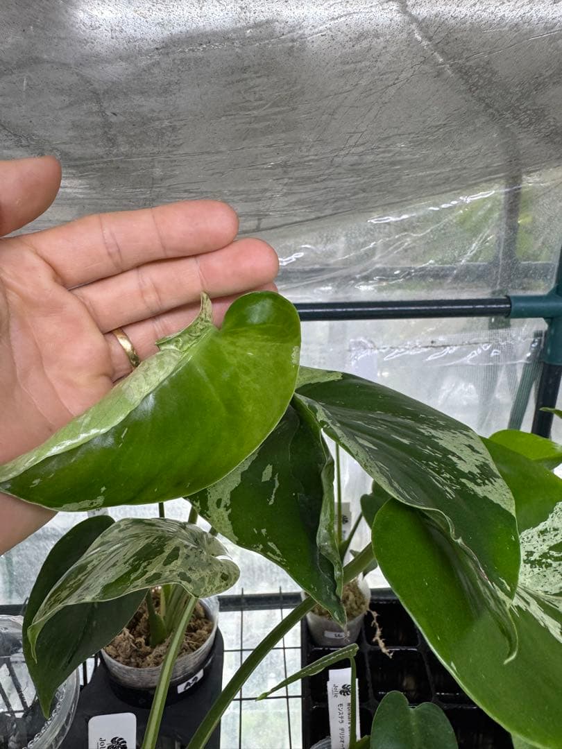 A9 モンステラ　デリシオーサ　ベトシオーサ　癖あり　異変っぽい葉っぱ