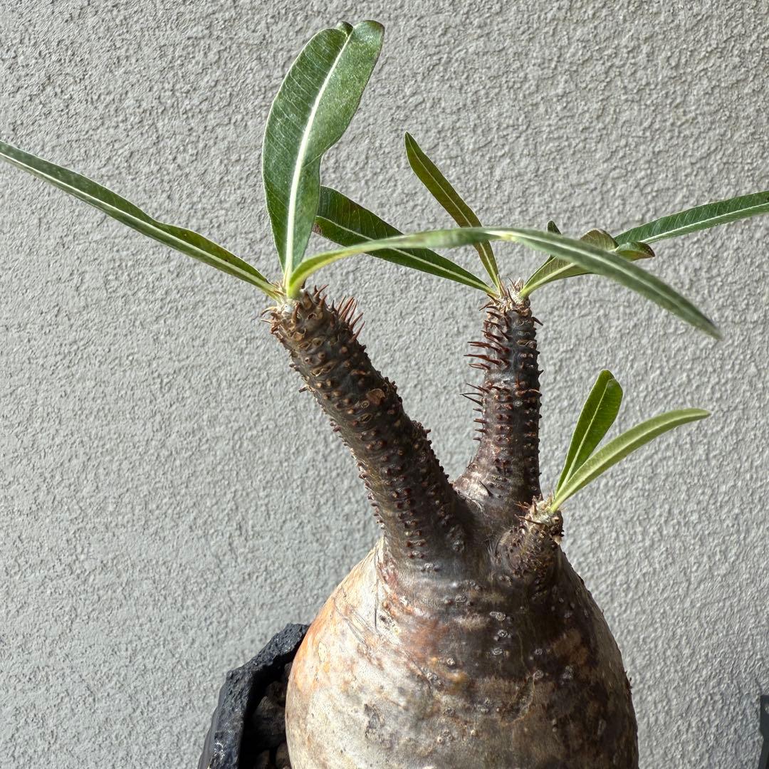 ✳︎グラキリス✳︎