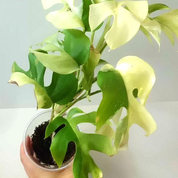 ラフィドフォラ テトラスペルマ パラゴン　トップカット　斑入り 発根済み