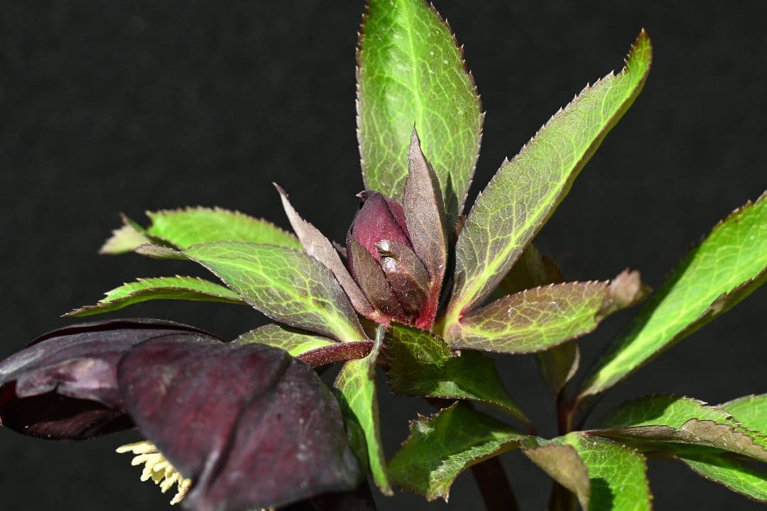 クリスマスローズ　1級品 認定sdキラメキ✩チョコレート　赤軸　赤蕊　加藤農園