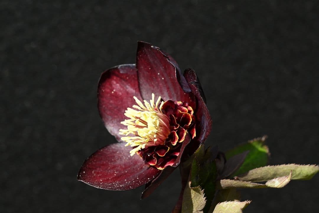 クリスマスローズ　1級品 認定sdキラメキ✩チョコレート　赤軸　赤蕊　加藤農園