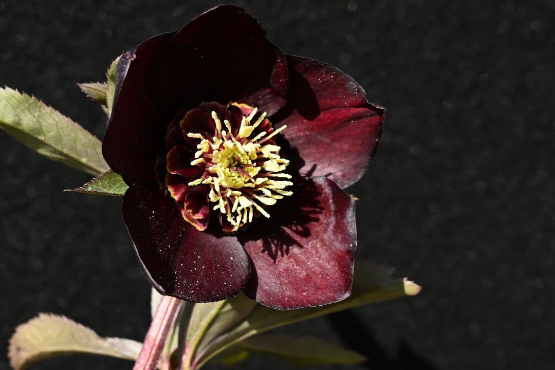 クリスマスローズ　1級品 認定sdキラメキ✩チョコレート　赤軸　赤蕊　加藤農園