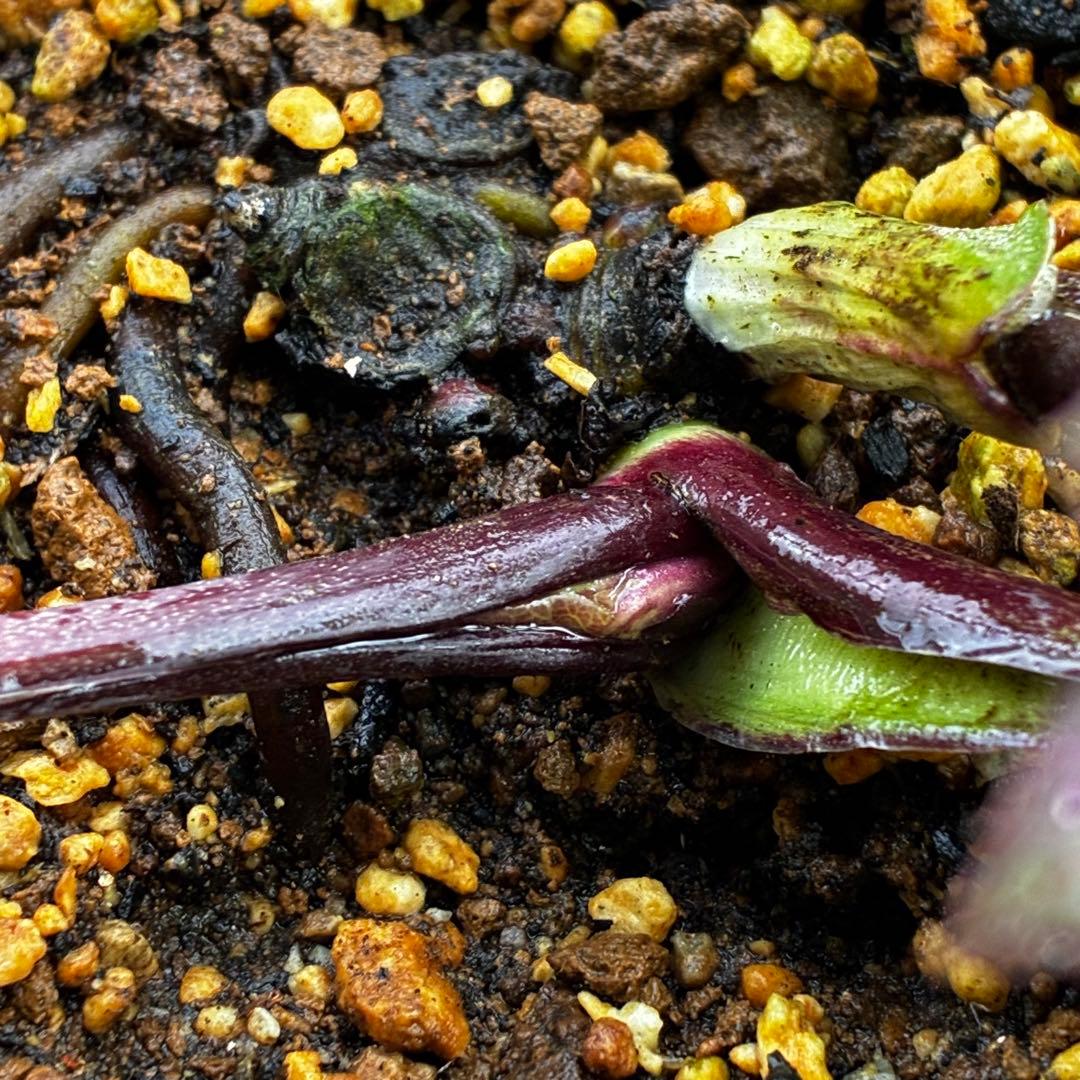 3578☘️蕾花タグ付き☘️6号ロング☘️2年間管理☘️Ashwood⭐️親株⭐️SD⭐️黒⭐️