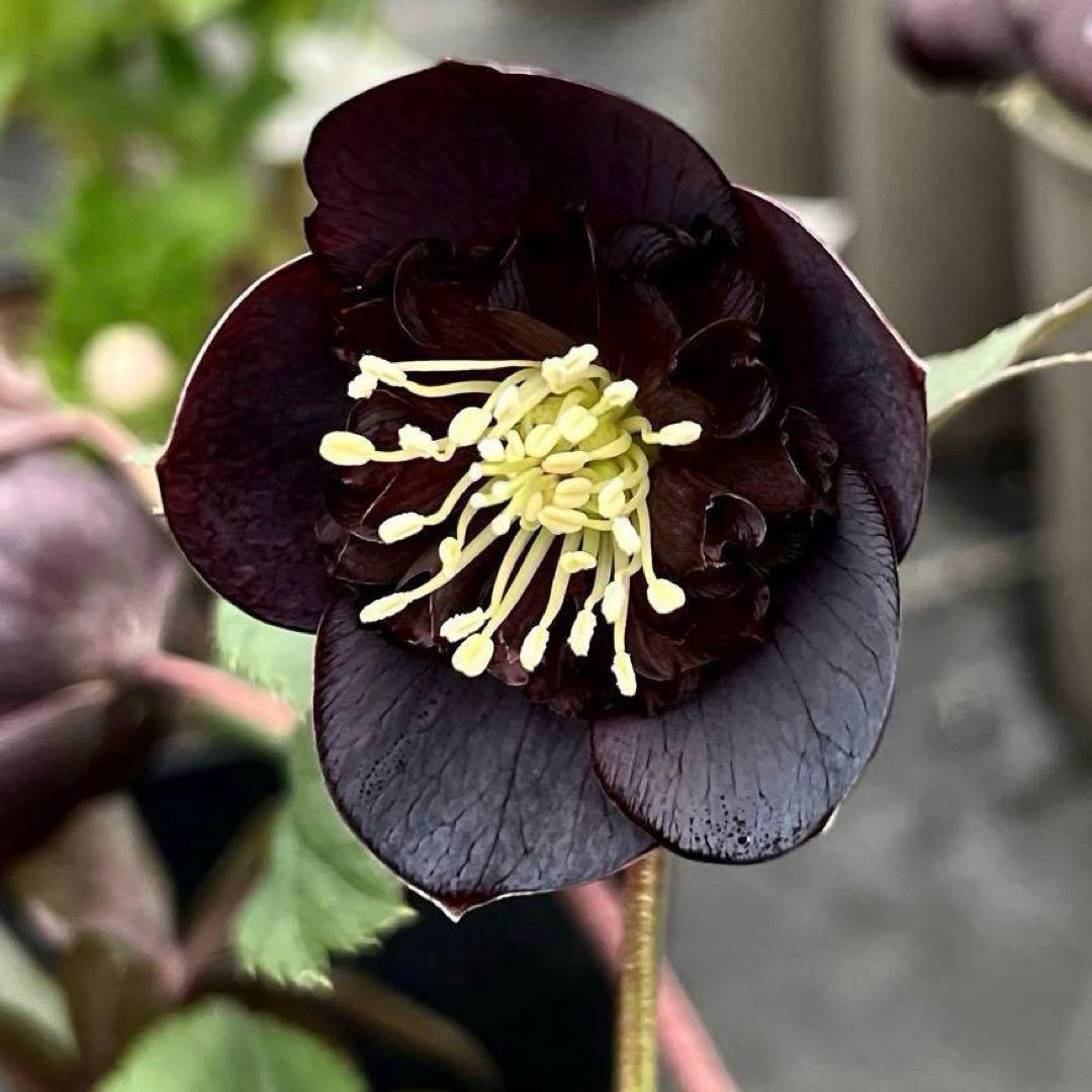 3578☘️蕾花タグ付き☘️6号ロング☘️2年間管理☘️Ashwood⭐️親株⭐️SD⭐️黒⭐️