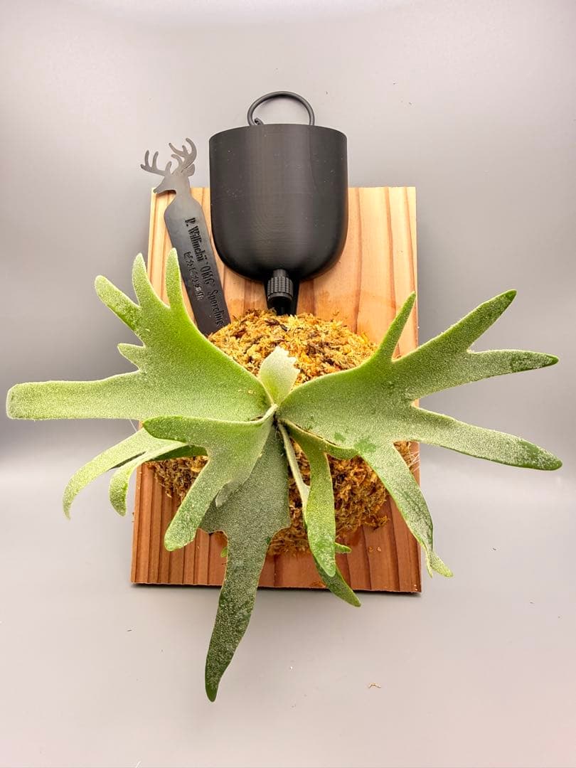 超極大サイズ　ビカクシダP.willinckii OMG spore