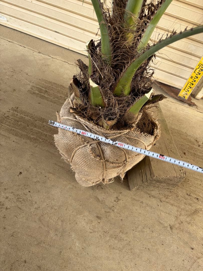 ココスヤシ　鉢上から150センチ