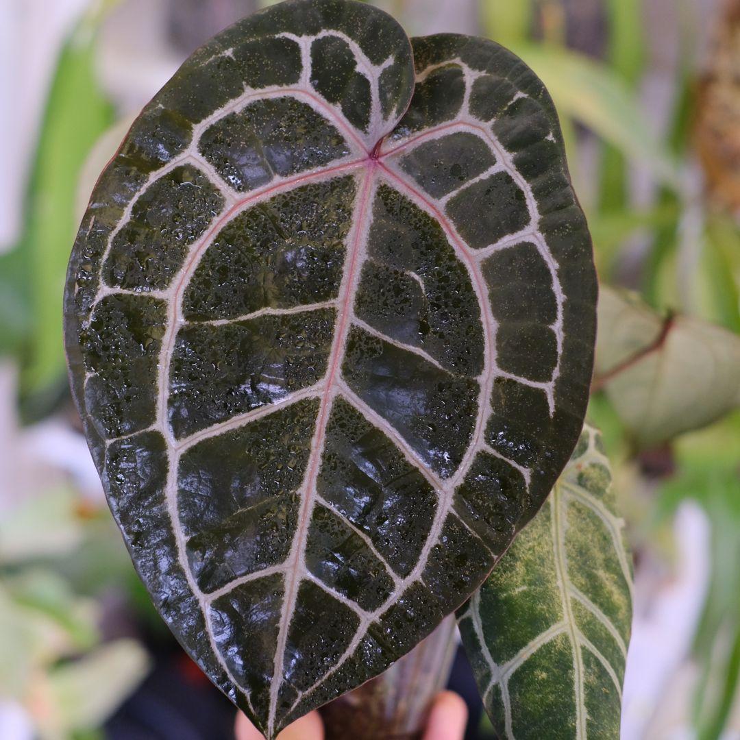 【正規タグ】Anthurium 'Michelle'│アンスリウム・ミシェル④