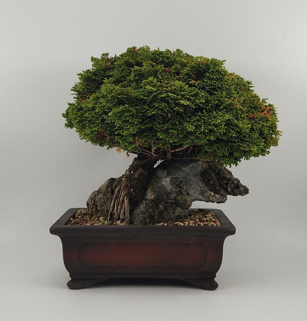 小品 石付き 連山ヒノキ盆栽 五葉松盆栽 真柏盆栽 懸崖 真柏 黒松 赤松 五葉