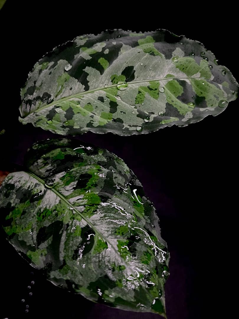 ◆RGL◆ 現物 現地便です 南スマトラ産 アグラオネマピクタム マルチカラー