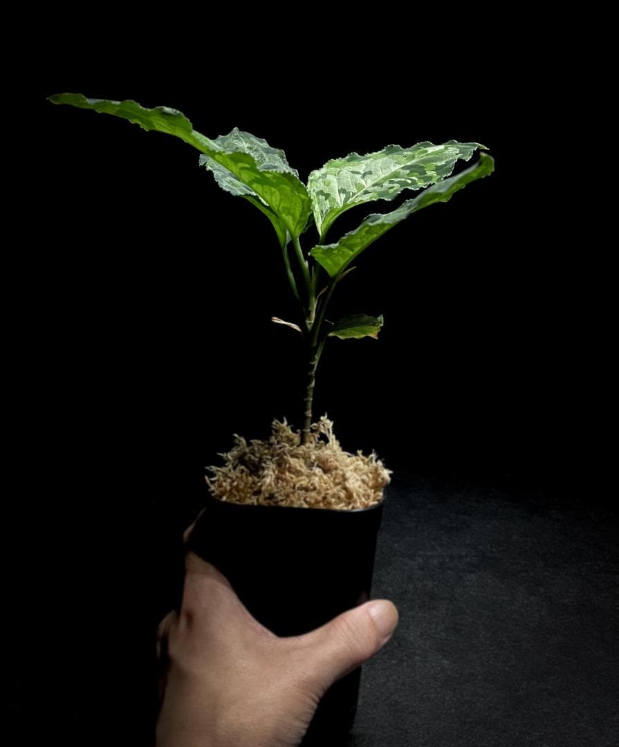 ◆RGL◆ 現物 現地便です 南スマトラ産 アグラオネマピクタム マルチカラー