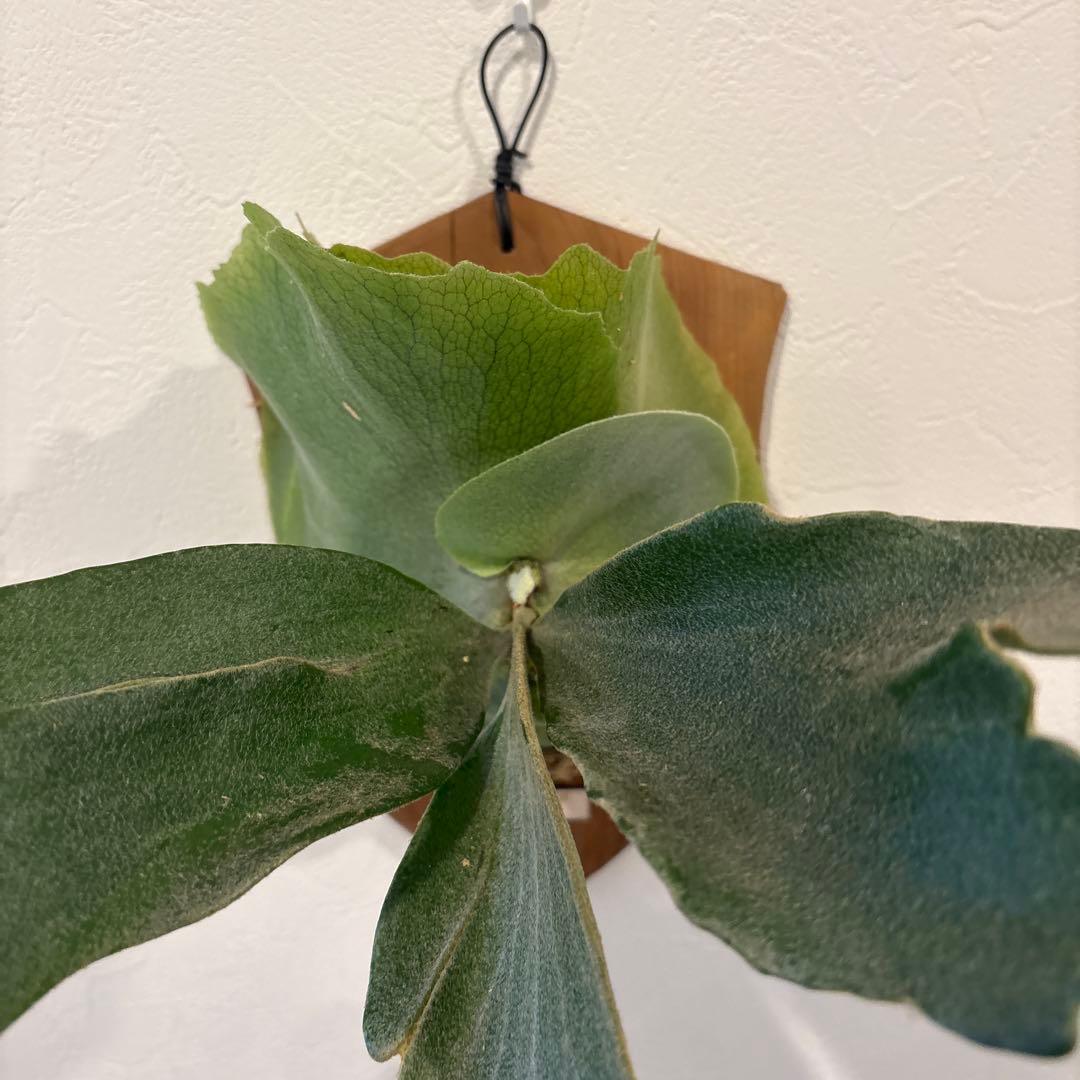 ビカクシダ　ウィリンキー　バリ