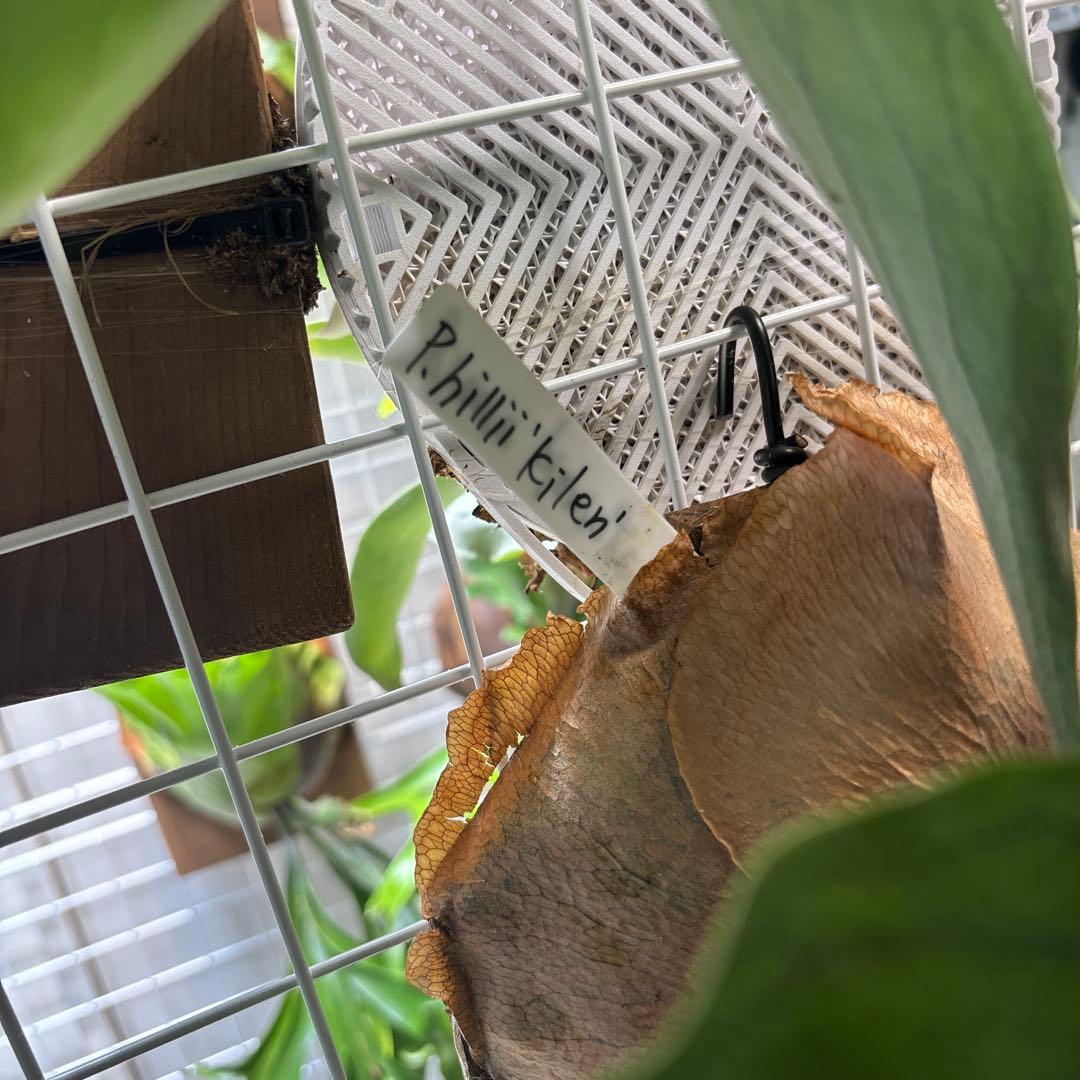 【2株半額・3株目無料】P. hillii kilean