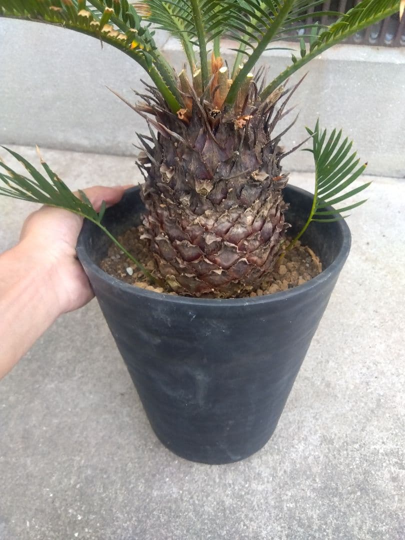 ひろこsan　金環ソテツ ７号鉢つき　特別個体❗子株2株つき❗　③