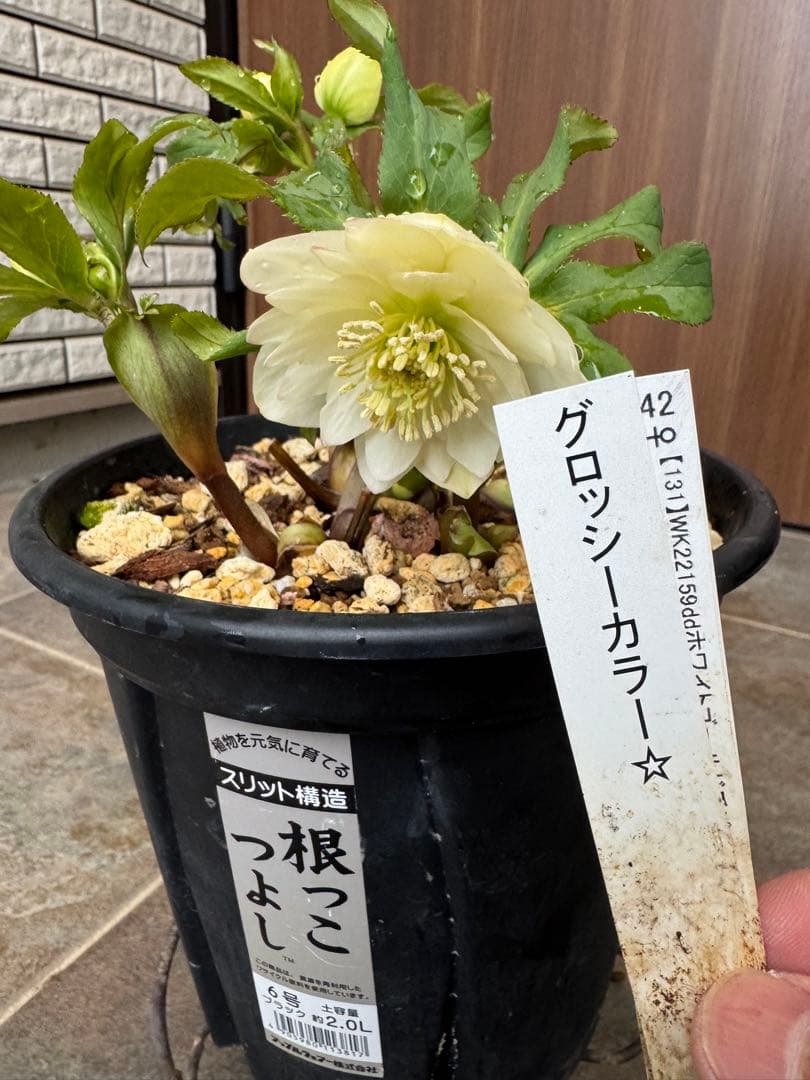 クリスマスローズ　グロッシーカラーDD