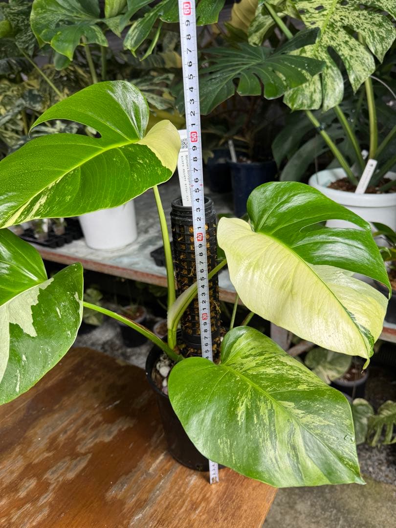 8モンステラ　ボルギシアナ　セブブルー　日本オリジナル品種　鉢モスポール付き