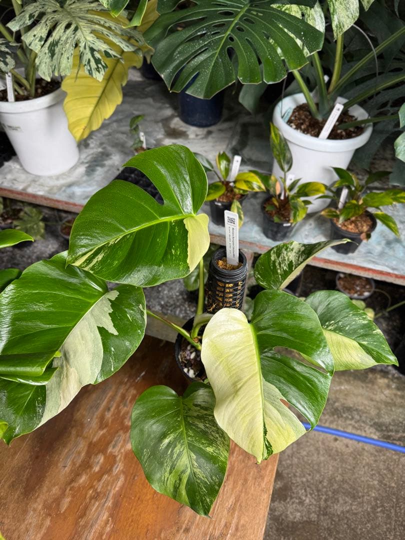 8モンステラ　ボルギシアナ　セブブルー　日本オリジナル品種　鉢モスポール付き