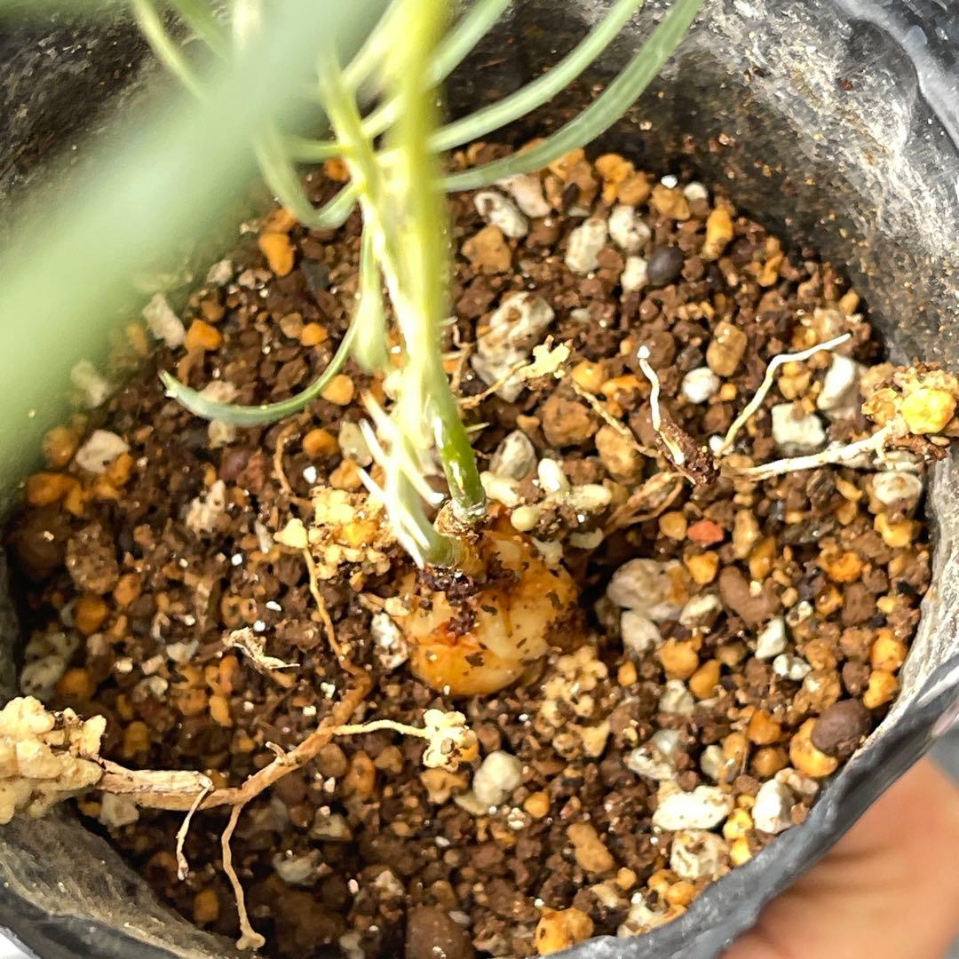 【塊根植物】サイカスカイルンシアナ 国内実生 ソテツ 管理番号3