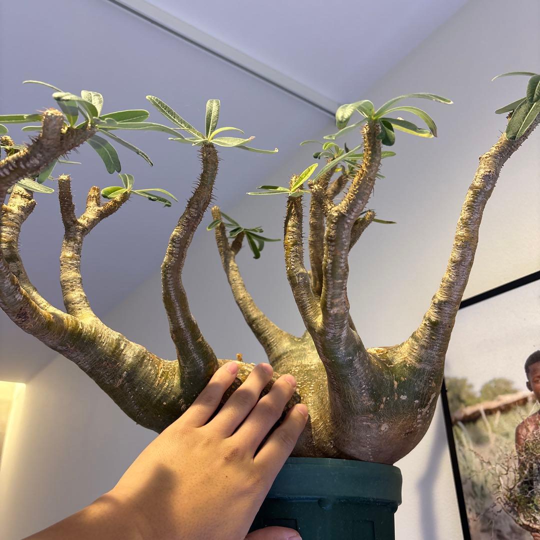 グラキリス特大　クリスマスセール