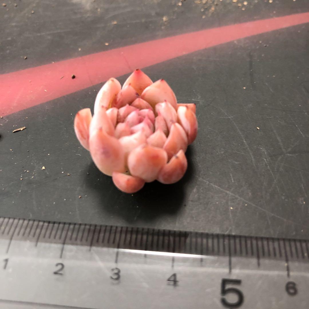 チェリーティピ 多肉植物