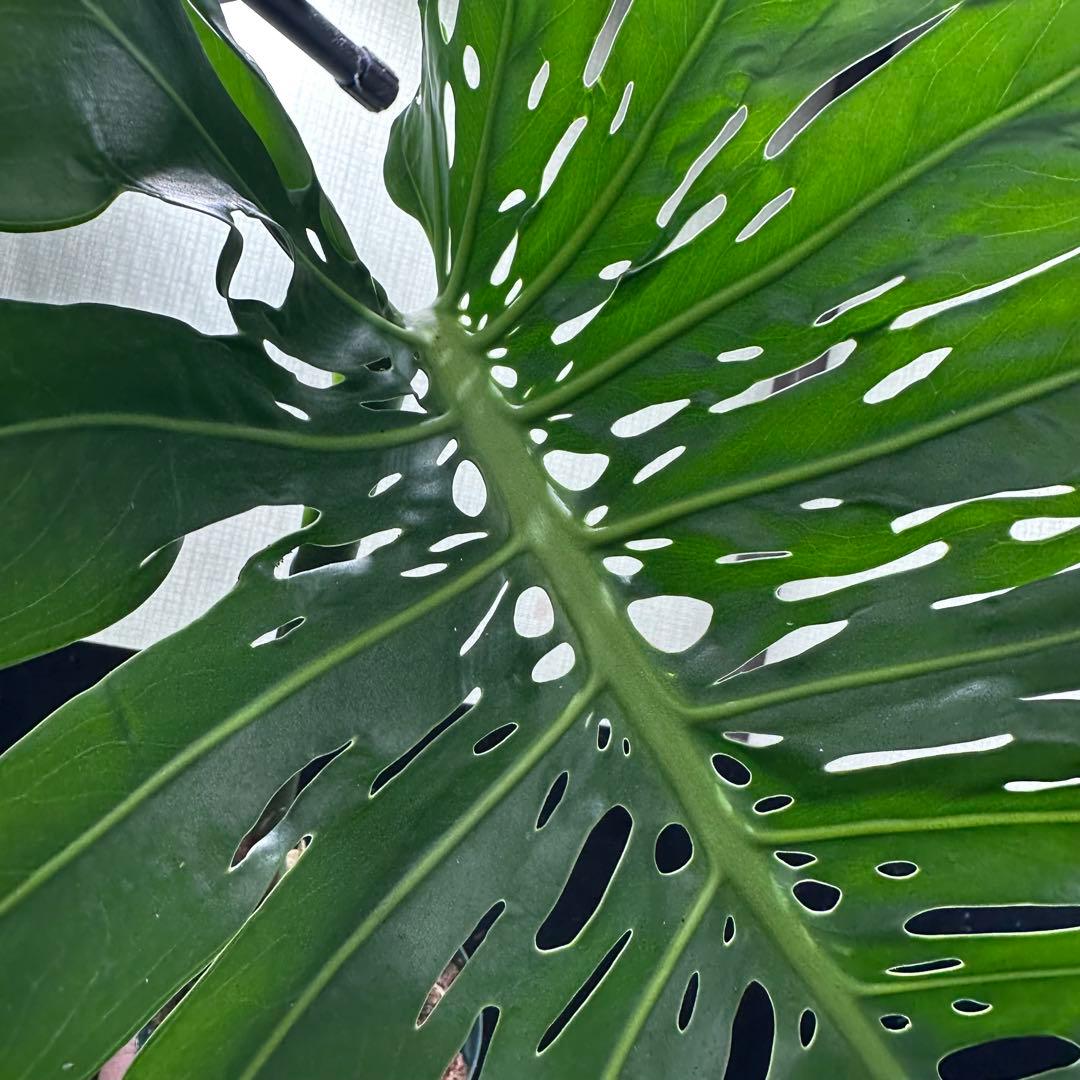 k*u様 モンステラデリシオーサマクロコズム超希少系統鉢植え