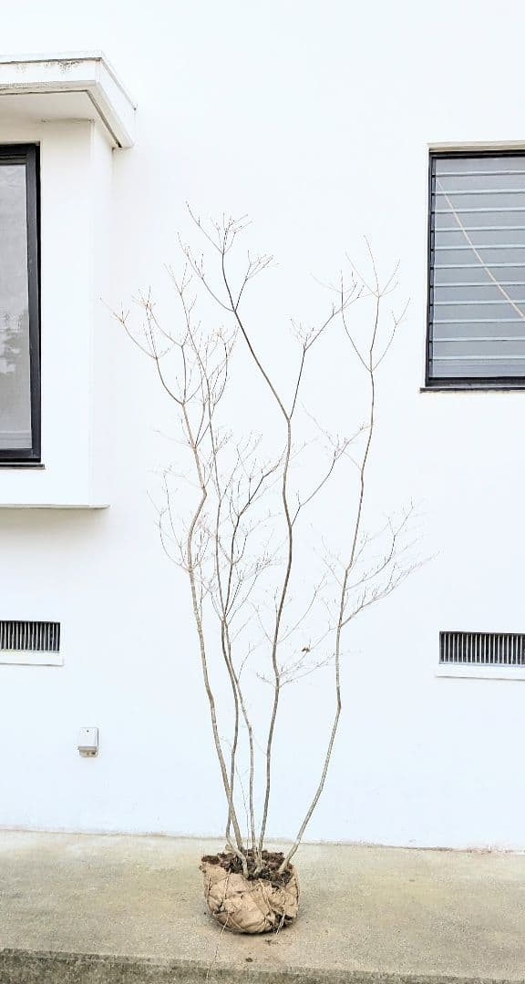 新春特価。山採りドウダンツツジ。