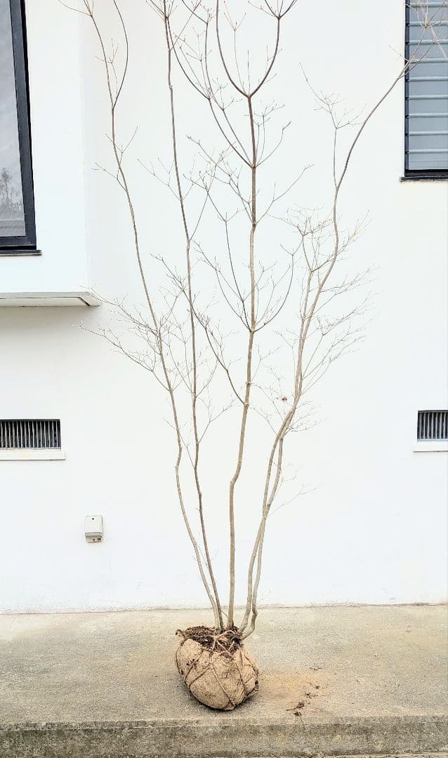 新春特価。山採りドウダンツツジ。