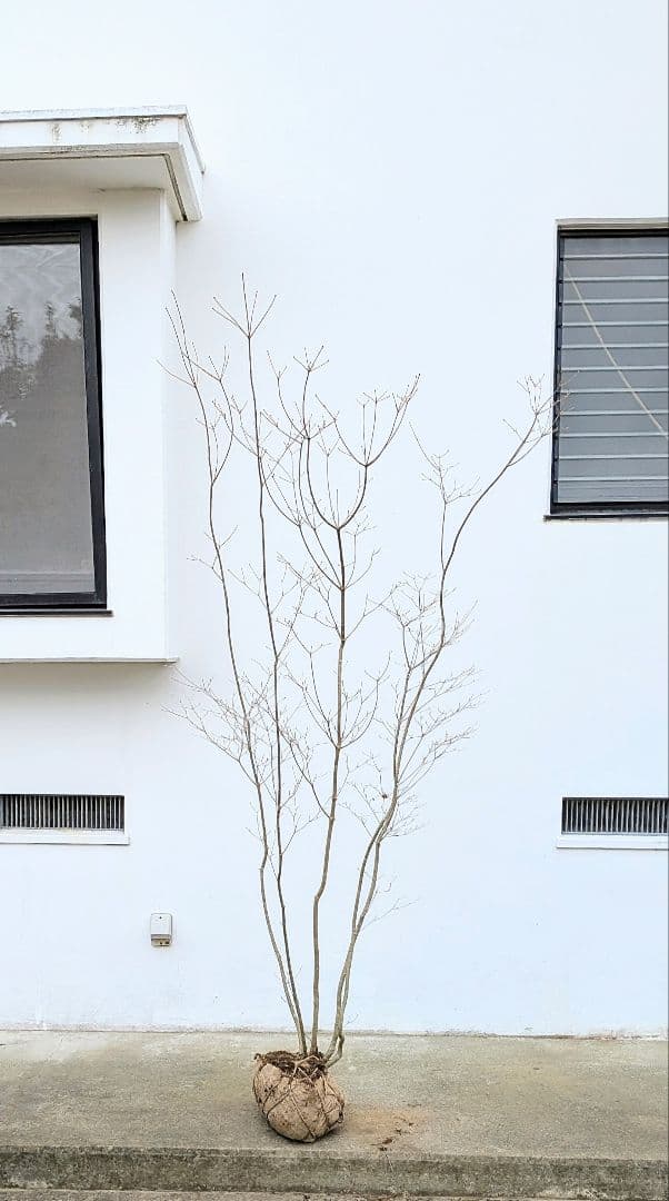 新春特価。山採りドウダンツツジ。