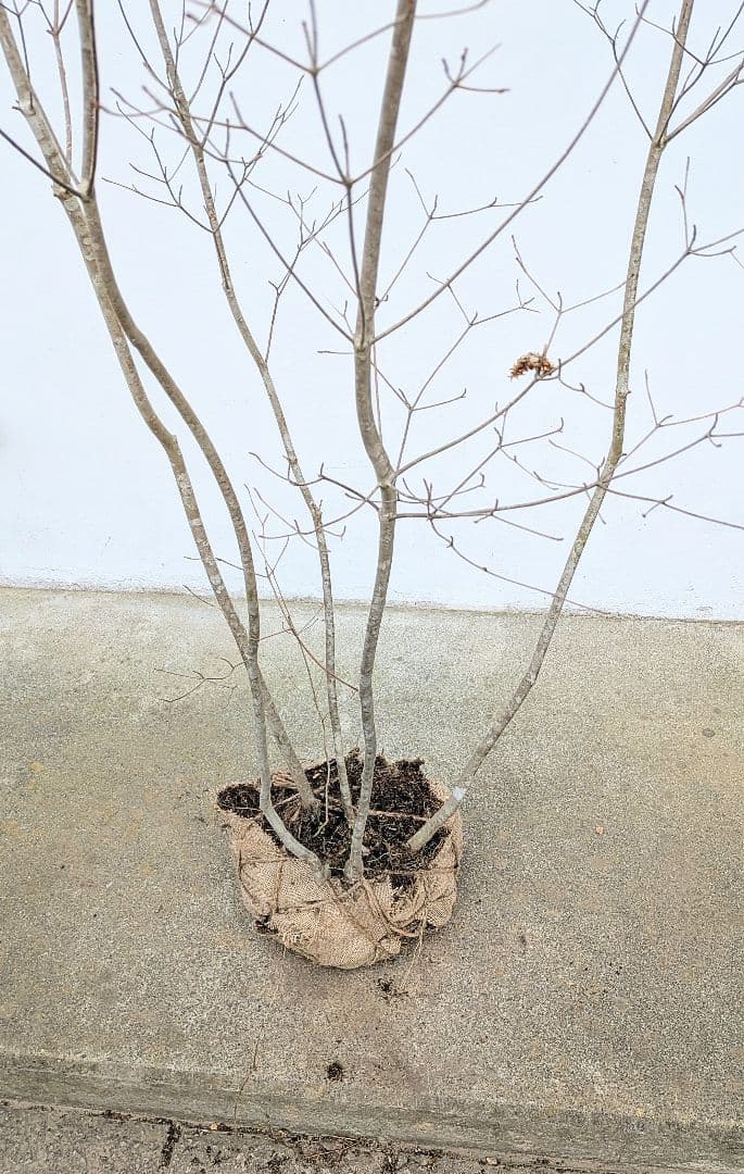 新春特価。山採りドウダンツツジ。